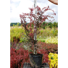 Барбарис Тунберга Роуз Глоу | Berberis Thunbergii Rose Glow | Барбарис Роуз Глоу