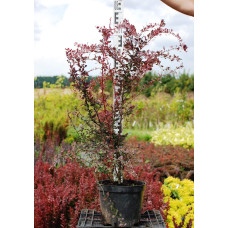 Барбарис Тунберга Роуз Глоу | Berberis Thunbergii Rose Glow | Барбарис Роуз Глоу
