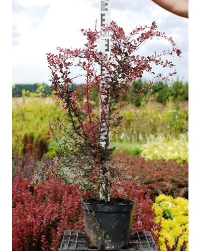 Барбарис Тунберга Роуз Глоу | Berberis Thunbergii Rose Glow | Барбарис Роуз Глоу