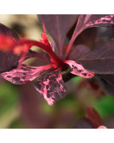 Барбарис Тунберга Роуз Глоу | Berberis Thunbergii Rose Glow | Барбарис Роуз Глоу