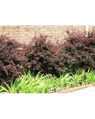 Барбарис Тунберга Роуз Глоу | Berberis Thunbergii Rose Glow | Барбарис Роуз Глоу