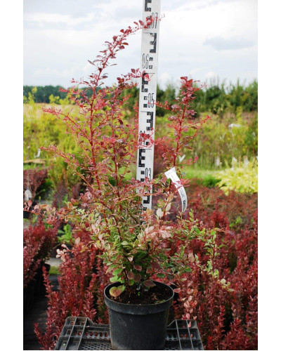 Барбарис Тунберга Роуз Глоу | Berberis Thunbergii Rose Glow | Барбарис Роуз Глоу