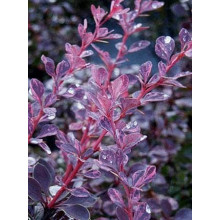 Барбарис Тунберга Роуз Глоу | Berberis Thunbergii Rose Glow | Барбарис Роуз Глоу