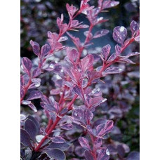 Барбарис Тунберга Роуз Глоу | Berberis Thunbergii Rose Glow | Барбарис Роуз Глоу
