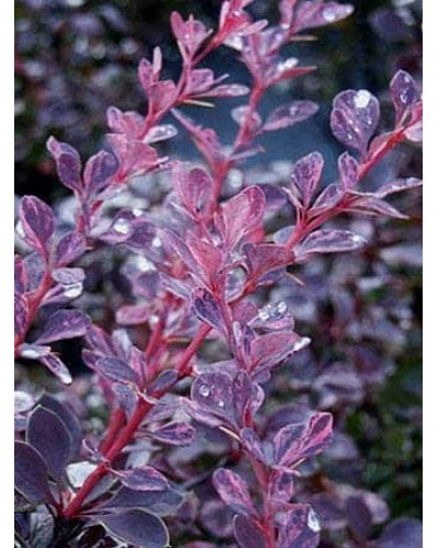 Барбарис Тунберга Роуз Глоу | Berberis Thunbergii Rose Glow | Барбарис Роуз Глоу