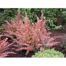 Барбарис Тунберга Роуз Глоу | Berberis Thunbergii Rose Glow | Барбарис Роуз Глоу