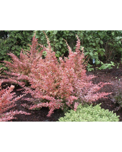 Барбарис Тунберга Роуз Глоу | Berberis Thunbergii Rose Glow | Барбарис Роуз Глоу