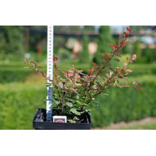 Барбарис Тунберга Роуз Глоу | Berberis Thunbergii Rose Glow | Барбарис Роуз Глоу
