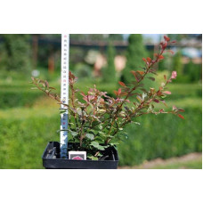 Барбарис Тунберга Роуз Глоу | Berberis Thunbergii Rose Glow | Барбарис Роуз Глоу