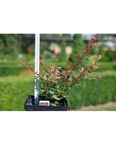 Барбарис Тунберга Роуз Глоу | Berberis Thunbergii Rose Glow | Барбарис Роуз Глоу