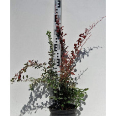 Барбарис Тунберга Роуз Глоу | Berberis Thunbergii Rose Glow | Барбарис Роуз Глоу
