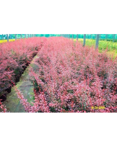Барбарис Тунберга Роуз Глоу | Berberis Thunbergii Rose Glow | Барбарис Роуз Глоу