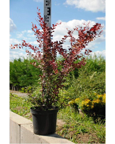 Барбарис Тунберга Роуз Глоу | Berberis Thunbergii Rose Glow | Барбарис Роуз Глоу