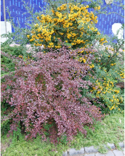 Барбарис Тунберга Роуз Глоу | Berberis Thunbergii Rose Glow | Барбарис Роуз Глоу