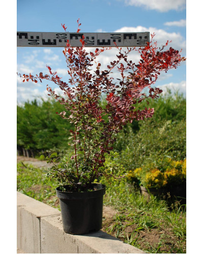 Барбарис Тунберга Роуз Глоу | Berberis Thunbergii Rose Glow | Барбарис Роуз Глоу