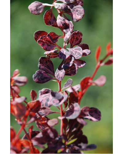 Барбарис Тунберга Роуз Глоу | Berberis Thunbergii Rose Glow | Барбарис Роуз Глоу