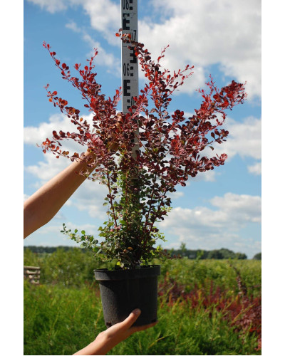 Барбарис Тунберга Роуз Глоу | Berberis Thunbergii Rose Glow | Барбарис Роуз Глоу