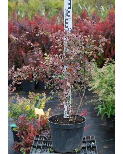Барбарис Тунберга Роуз Глоу | Berberis Thunbergii Rose Glow | Барбарис Роуз Глоу