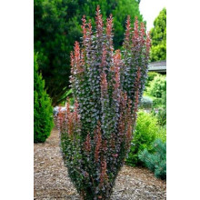 Барбарис тунберга Ред Рокет | Berberis thunbergii Red Rocket