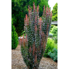 Барбарис тунберга Ред Рокет | Berberis thunbergii Red Rocket