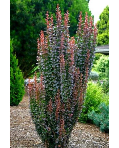 Барбарис тунберга Ред Рокет | Berberis thunbergii Red Rocket