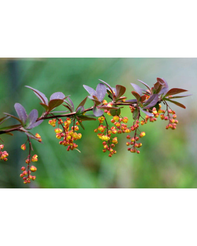 Барбарис тунберга Ред Рокет | Berberis thunbergii Red Rocket