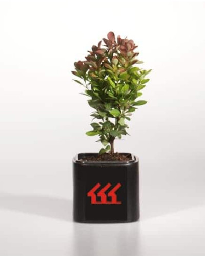 Барбарис тунберга Ред Рокет | Berberis thunbergii Red Rocket
