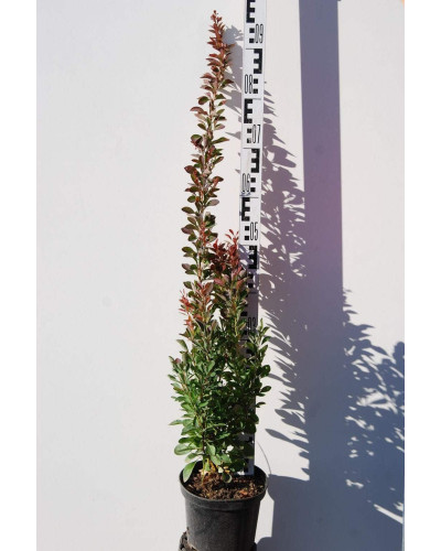 Барбарис тунберга Ред Рокет | Berberis thunbergii Red Rocket