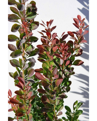 Барбарис тунберга Ред Рокет | Berberis thunbergii Red Rocket