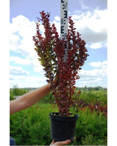 Барбарис тунберга Ред Рокет | Berberis thunbergii Red Rocket