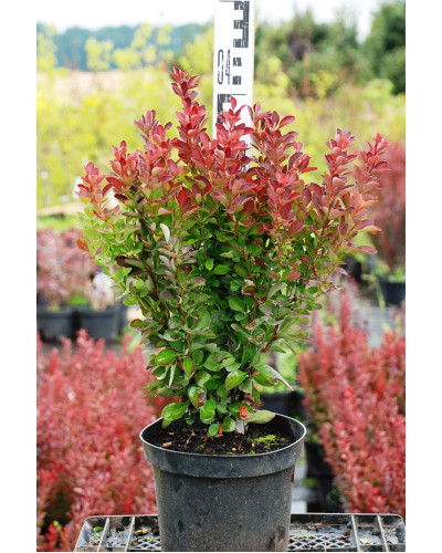 Барбарис тунберга Ред Рокет | Berberis thunbergii Red Rocket