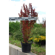 Барбарис тунберга Ред Рокет | Berberis thunbergii Red Rocket