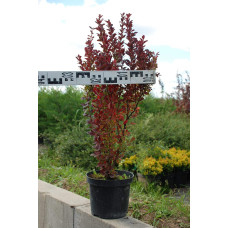 Барбарис тунберга Ред Рокет | Berberis thunbergii Red Rocket