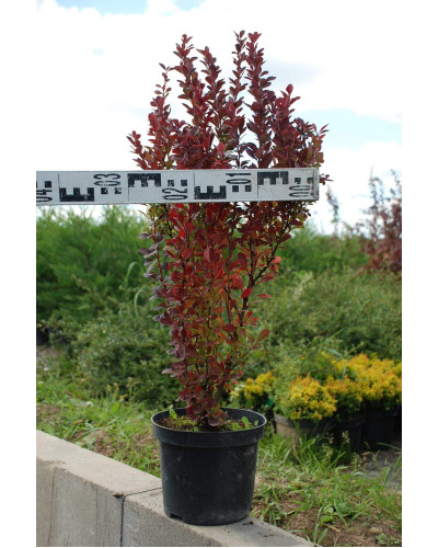 Барбарис тунберга Ред Рокет | Berberis thunbergii Red Rocket