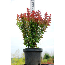 Барбарис тунберга Ред Рокет | Berberis thunbergii Red Rocket