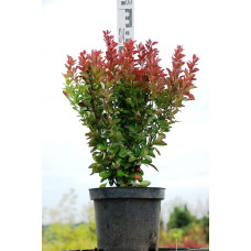 Барбарис тунберга Ред Рокет | Berberis thunbergii Red Rocket