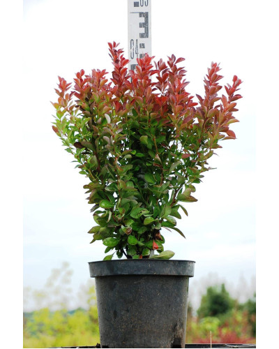 Барбарис тунберга Ред Рокет | Berberis thunbergii Red Rocket