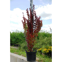 Барбарис тунберга Ред Рокет | Berberis thunbergii Red Rocket