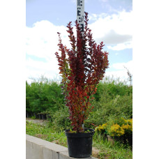 Барбарис тунберга Ред Рокет | Berberis thunbergii Red Rocket