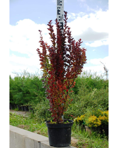 Барбарис тунберга Ред Рокет | Berberis thunbergii Red Rocket