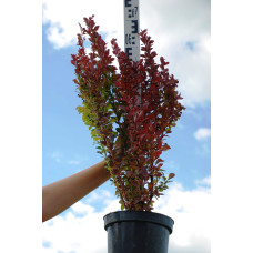 Барбарис тунберга Ред Рокет | Berberis thunbergii Red Rocket