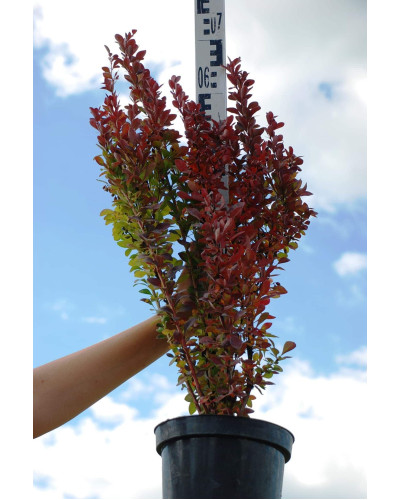 Барбарис тунберга Ред Рокет | Berberis thunbergii Red Rocket