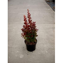 Барбарис тунберга Ред Рокет | Berberis thunbergii Red Rocket