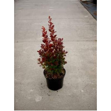 Барбарис тунберга Ред Рокет | Berberis thunbergii Red Rocket