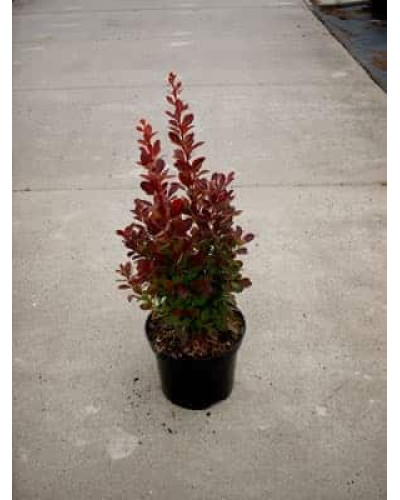 Барбарис тунберга Ред Рокет | Berberis thunbergii Red Rocket
