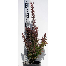 Барбарис тунберга Ред Рокет | Berberis thunbergii Red Rocket