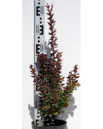 Барбарис тунберга Ред Рокет | Berberis thunbergii Red Rocket