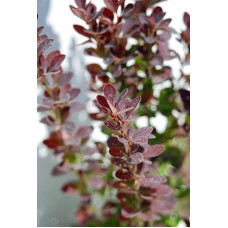 Барбарис тунберга Ред Рокет | Berberis thunbergii Red Rocket