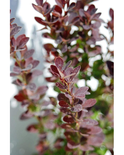 Барбарис тунберга Ред Рокет | Berberis thunbergii Red Rocket