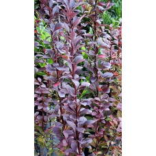 Барбарис тунберга Ред Рокет | Berberis thunbergii Red Rocket